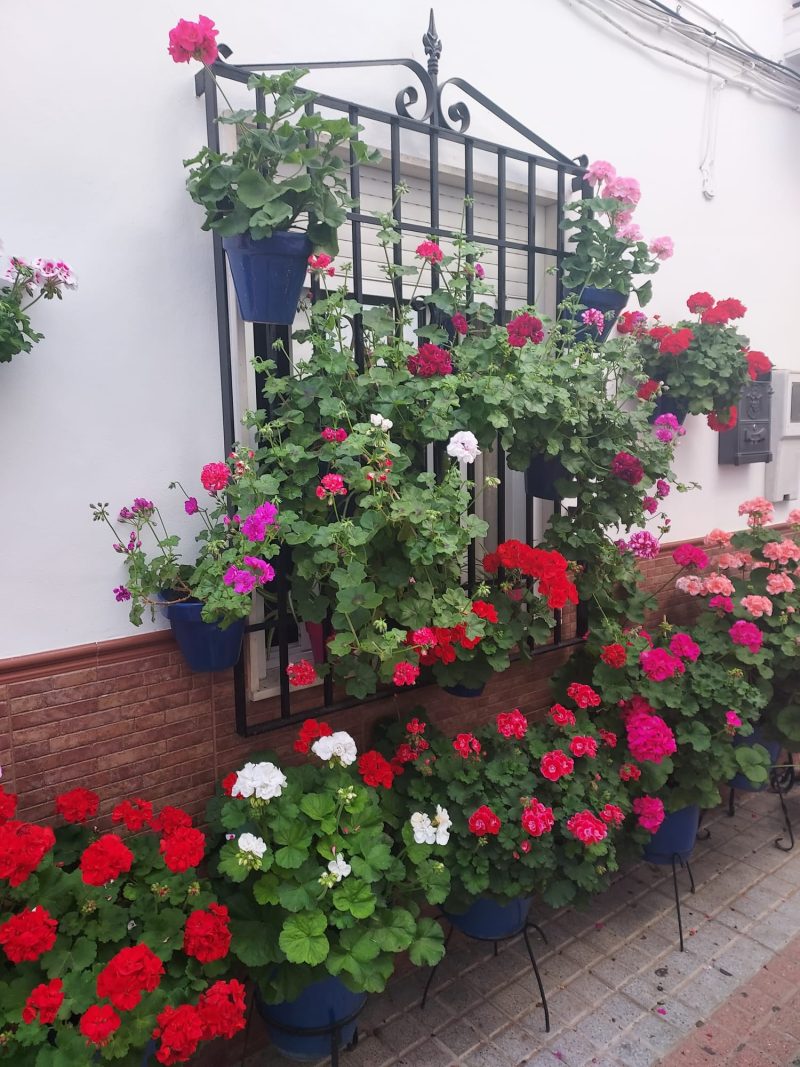 Reja de Julia